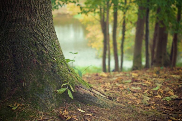 arbre mancenillier