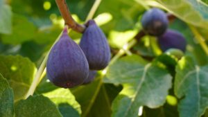 Figuier