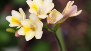 Freesia