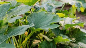 Maladie des courgettes