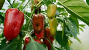 Planter des poivrons