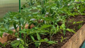 Repiquer les Tomates