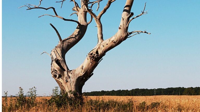 Arbre Mort
