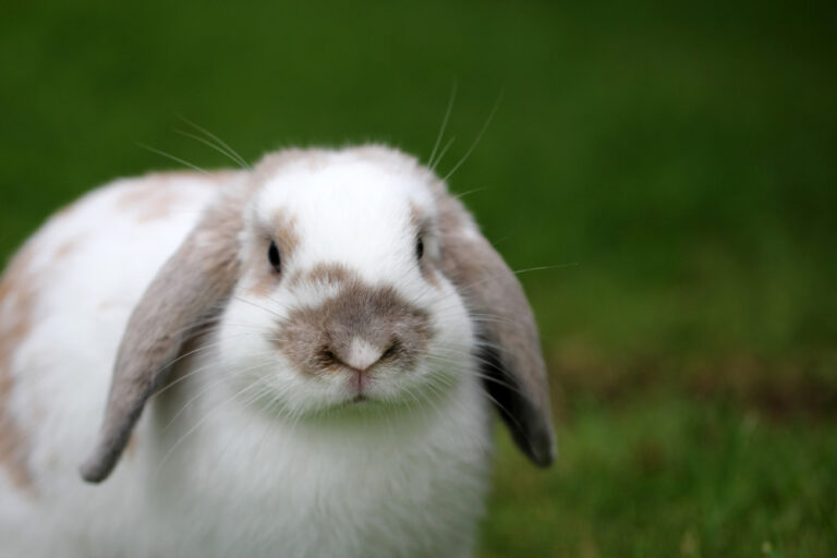 Caractère du Lapin Nain Bélier : Ce Qu’il Faut Savoir