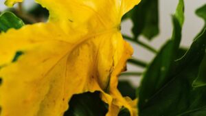 Feuilles jaunes sur mon Monstera