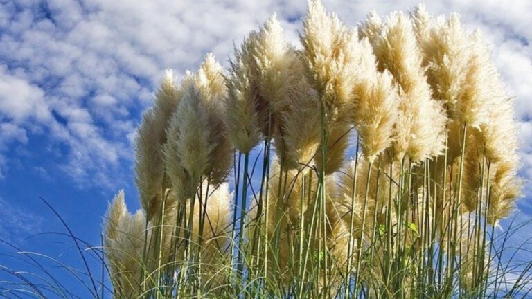 Herbe de la Pampa