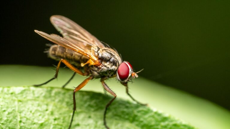 Cycle de vie mouche