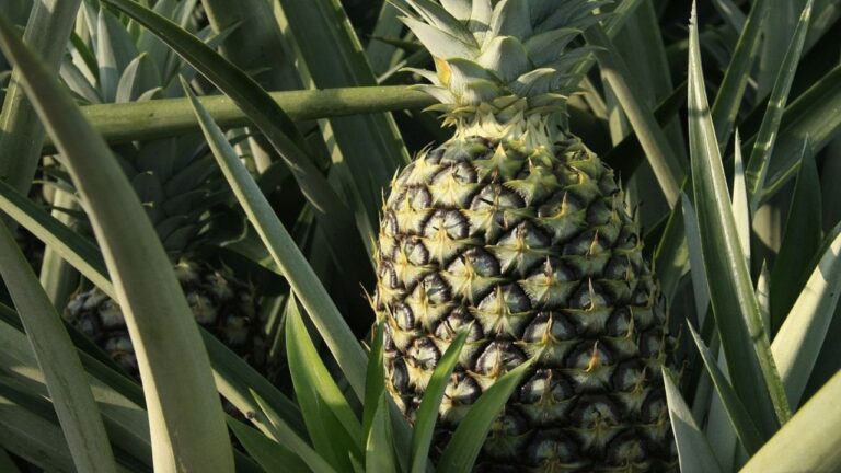 Plantation Ananas