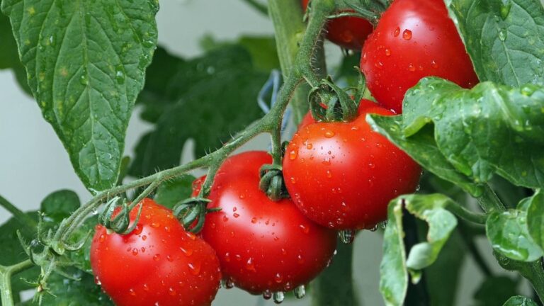 Belles Tomates