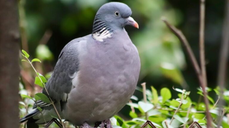 Pigeons Ramiers