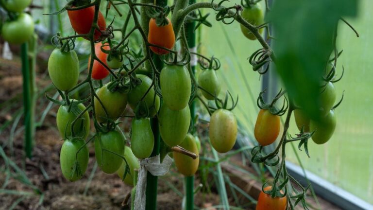Planter des Tomates