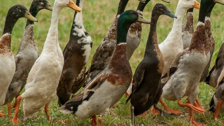 Canard Indien Coureur