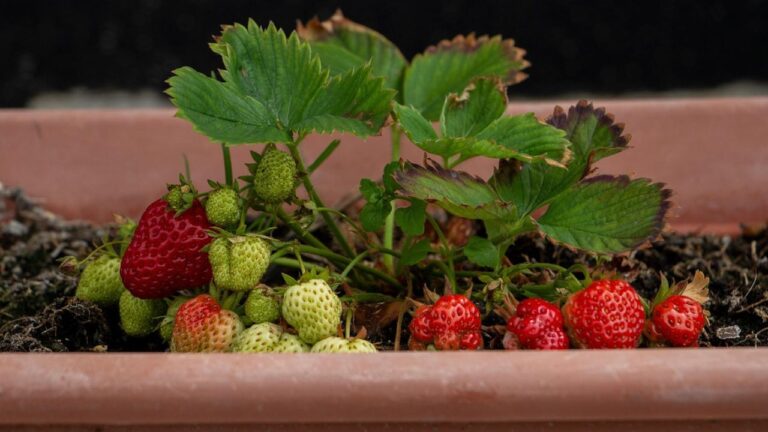 Planter des Fraisiers