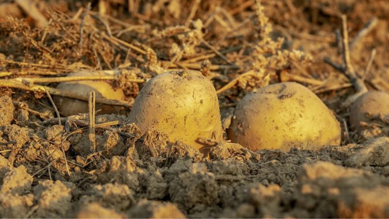 Planter les Pommes de Terre