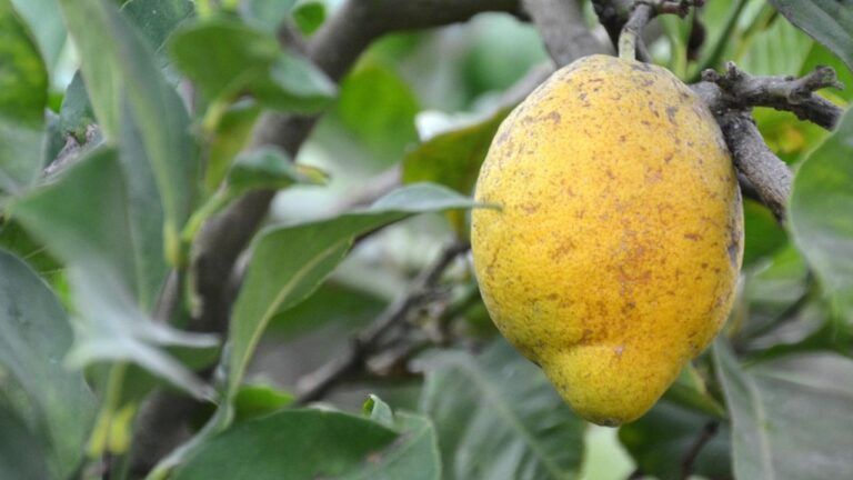 Maladies du Citronnier