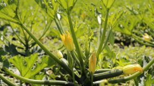 Planter des Courgettes