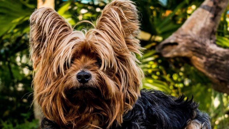 Yorkshire Terrier