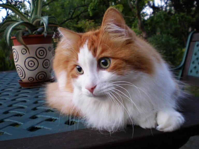 Chat Angora