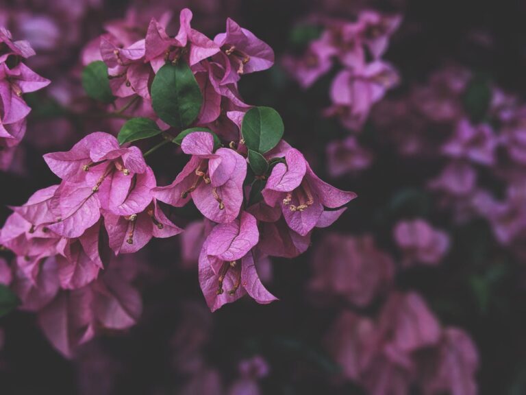 Bougainvillier