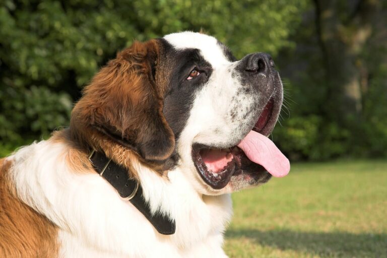 Saint-Bernard