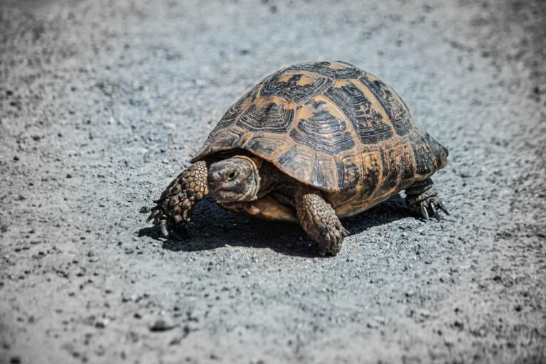 Tortue de Terre