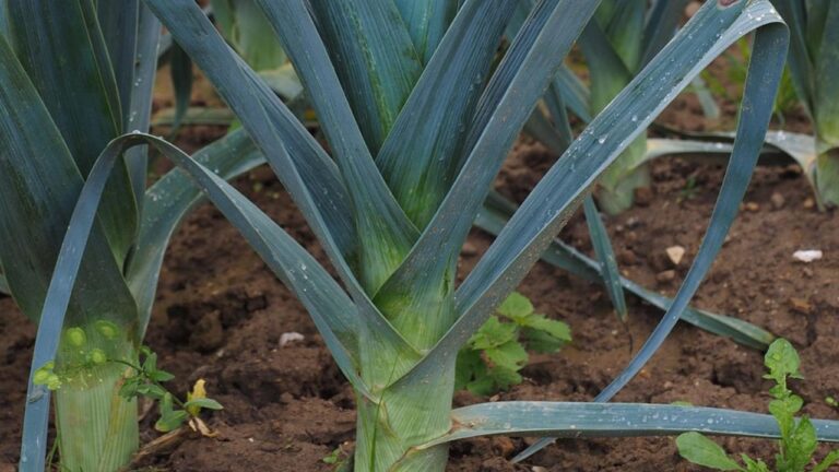Planter des Poireaux