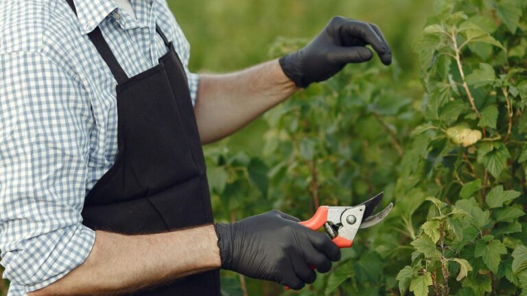 Tailler les Vignes