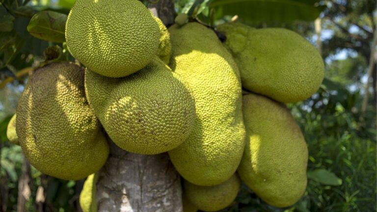 Fruit du jacquier