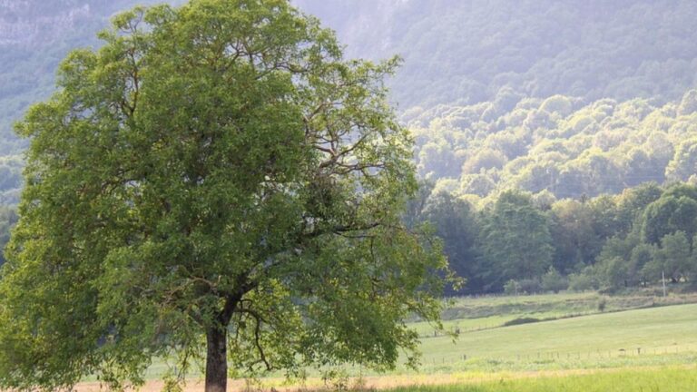 Arbre noyer