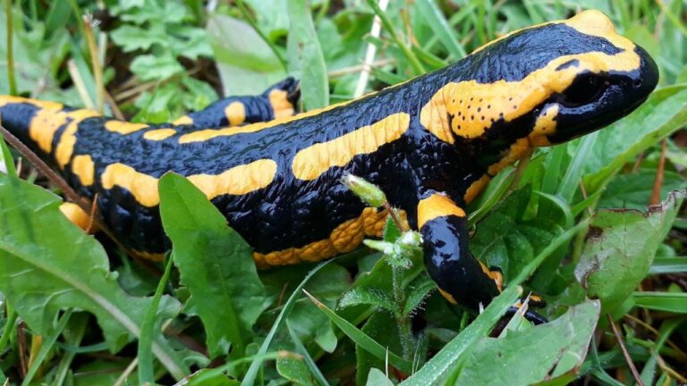 Salamandre