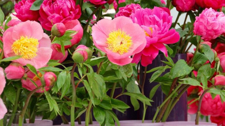 Les pivoines