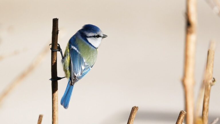 Mésange bleue