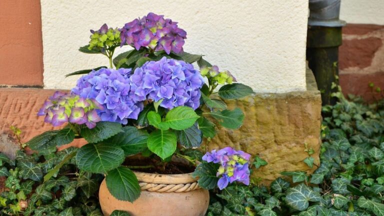 Hortensia en Pot
