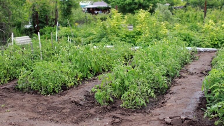 Potager
