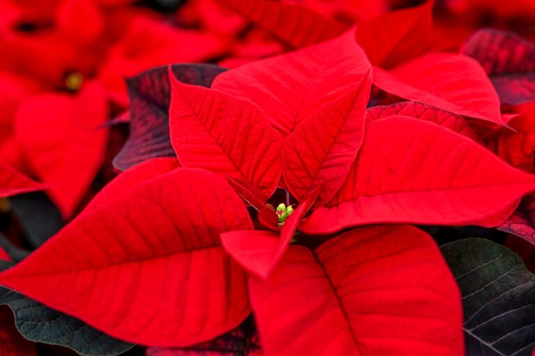 Poinsettia