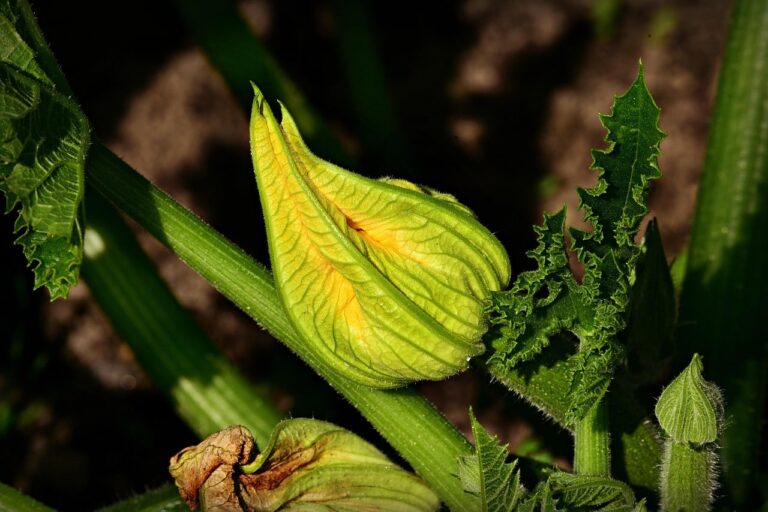 Maladies des Courgettes