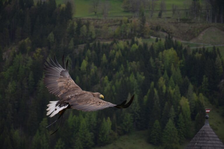 Aigle royal
