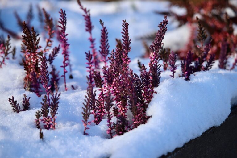 Erica (Bruyère d’Hiver)