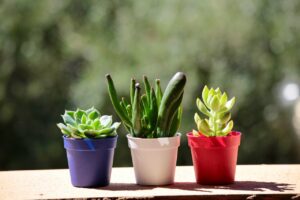 Plantes Grasses