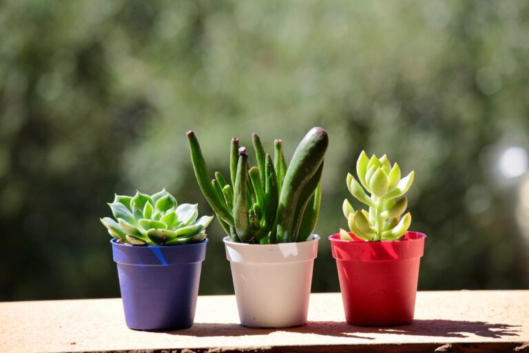 Plantes Grasses
