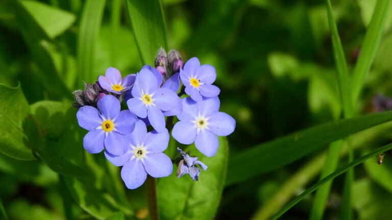 Myosotis