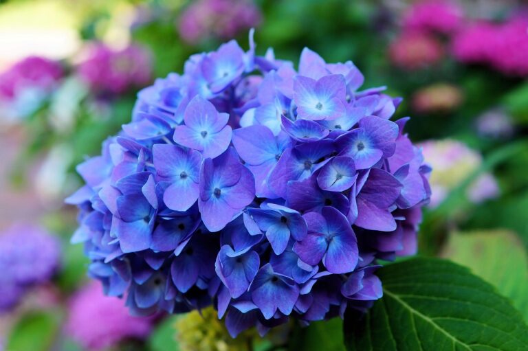 Hortensia