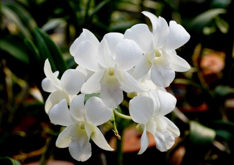 Orchidées