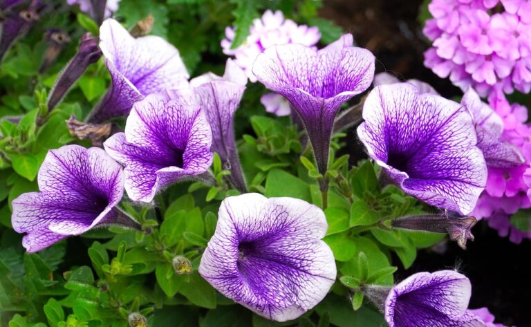 Pétunia
