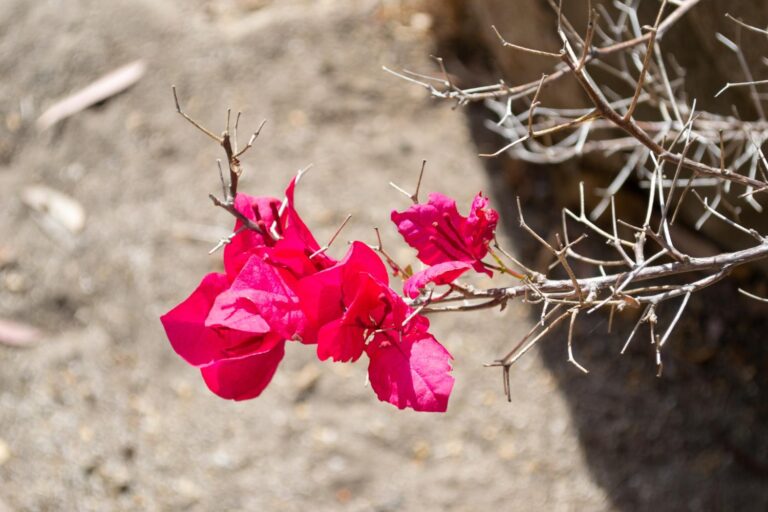 faire revivre un bougainvillier