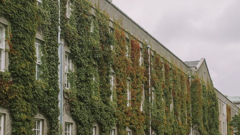 Plante sur la mur