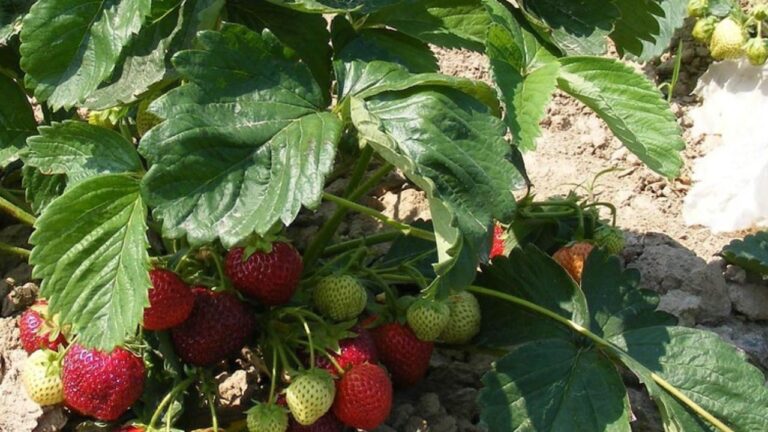 Fraisiers