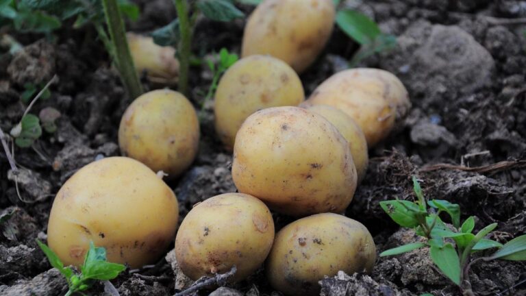 Pommes de terre