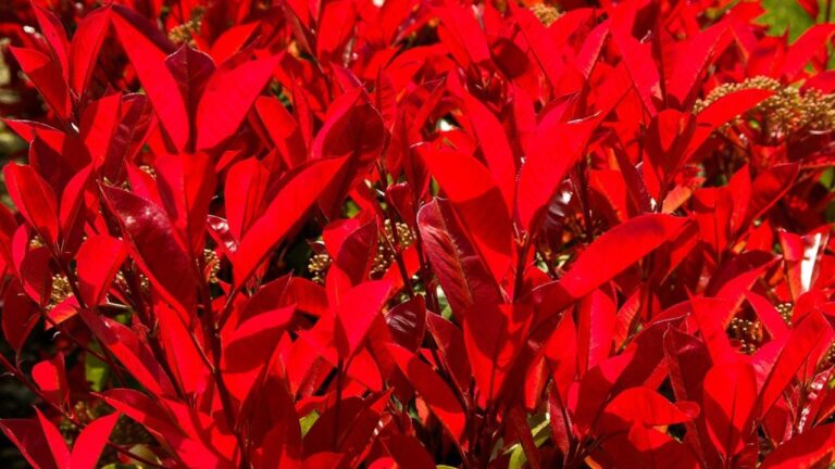Photinias