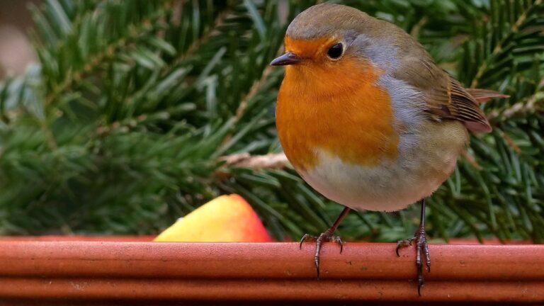 Rouge-gorge